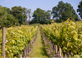 Chapel Down Vineyard