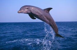 Dolphins have often been sighted off the Cornish coast