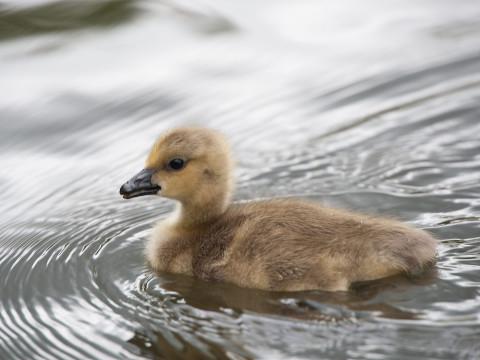 Wildlife at Wroxham