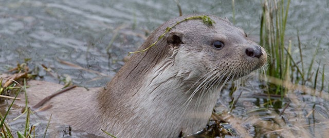 otter in the reeds