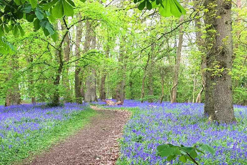 Swathes of bluebells at Gaer Fawr