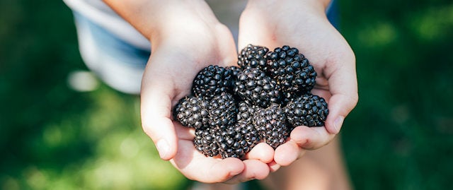 Handful of blackberries