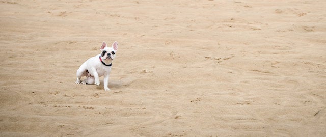 Dog on the sand at Harlyn Bay