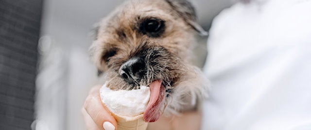 Dog eating ice cream