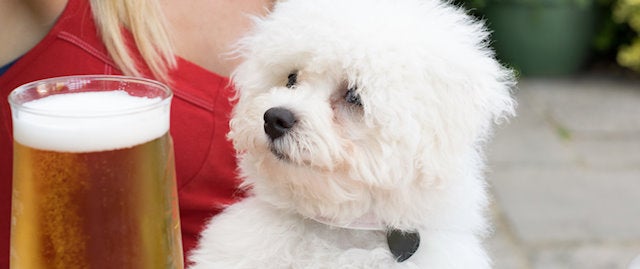 Little white dog on someones lap with a pint on the table