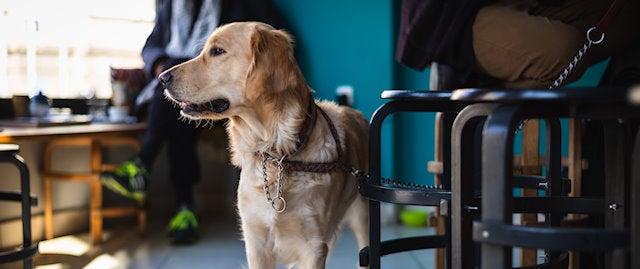 Dog in a pub 