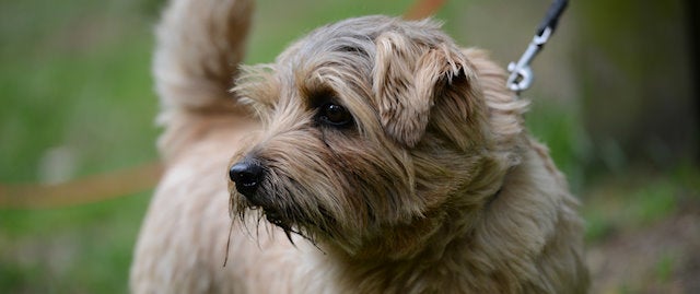 dog on a lead