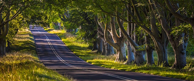 A long road through an archway of trees