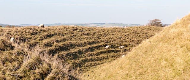 sheep grazing on grass