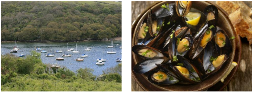 Fowey Estuary|Mussels