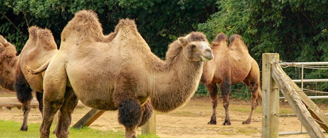 Camels 