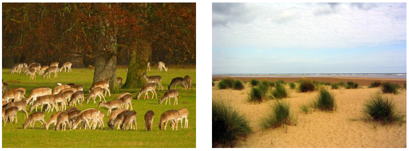  Fallow Deer on the Holkham Estate  Holkham Beach in North Norfolk