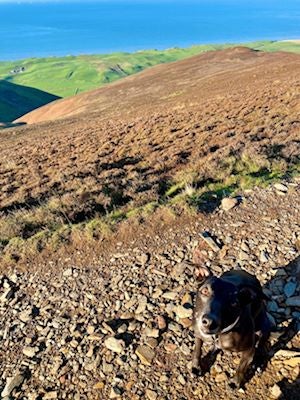 Dog on a walk in the hills