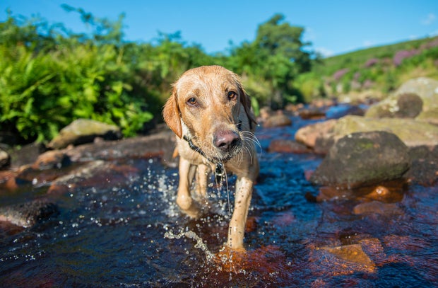 Dog enjoying a splash in the water
