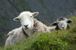 A woolly couple A pair of sheep on the hillside