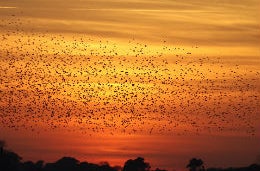 Travel to Suffolk for scenes of natural beauty Late Autumn light in Suffolk with birds in the sky